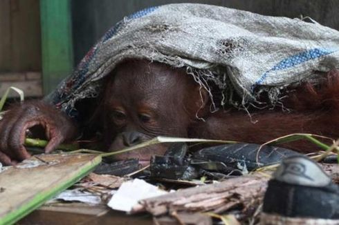 BKSDA Kalbar Gagal Ambil Orangutan Peliharaan Warga