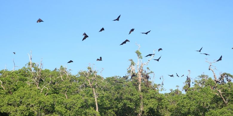 Kawanan kelalawar terbang di atas Pulau Kelalawar di Taman Laut 17 Pulau Riung, Flores, NTT.