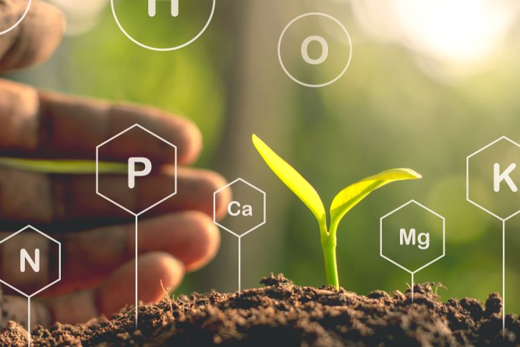 Ilustrasi nutrisi-nutrisi penting yang dibutuhkan tanaman, salah satunya adalah nitrogen. 