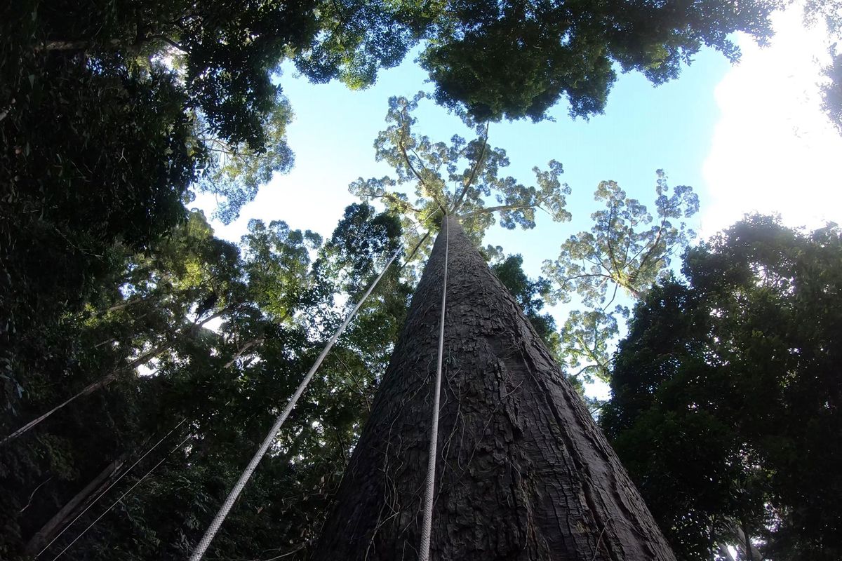 Menara, pohon tropis tertinggi di dunia