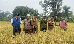 Dukung Ketahanan Pangan, PT PII Dampingi Petani Karawang Tanam Bibit Unggul