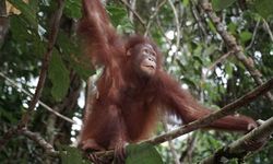Momen Haru, Orangutan Artemis dan Gieke Kembali ke Hutan Setelah Rehabilitasi
