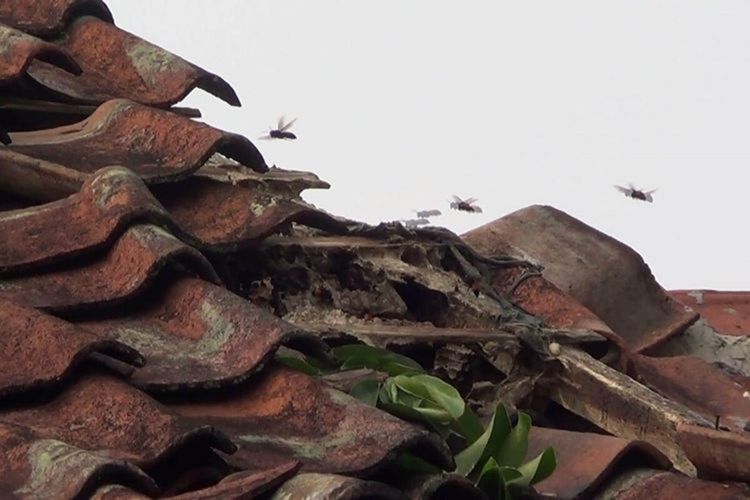 Sarang tawon diduga jenis vespa affinis yang tengah meresahkan warga Cianjur, Jawa Barat. Dua warga setempat sempat disengat dibagian telinga dan tangan.