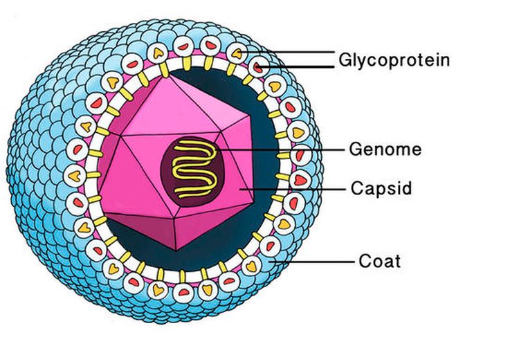 Struktur virus dengan amplop