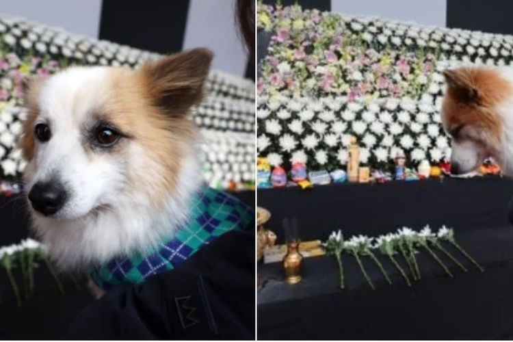 Anjing Milik Korban Jeju Air Tertunduk Diam di Pemakaman Majikannya