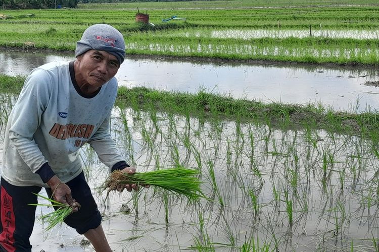 Kisah Daliman Merawat Anak Sapi untuk Biaya Haji, Tetap Tanam Padi Jelang ke Tanah Suci