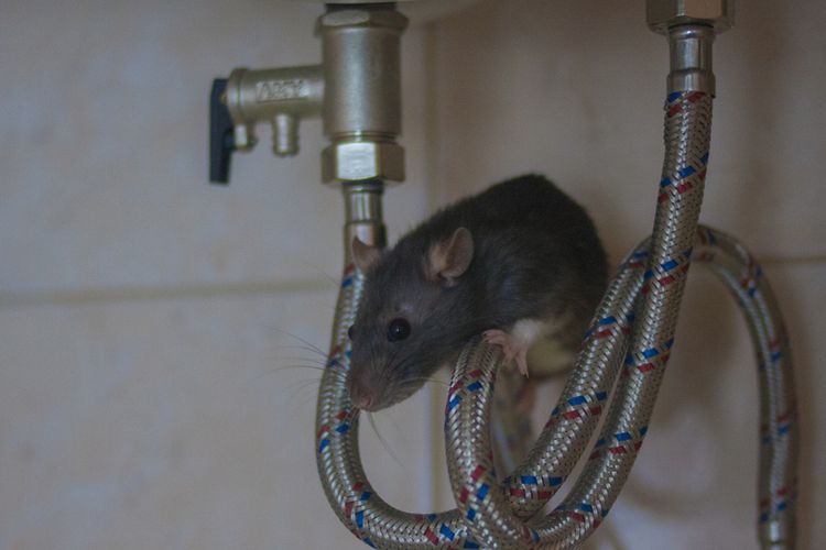Ilustrasi tikus di rumah. 