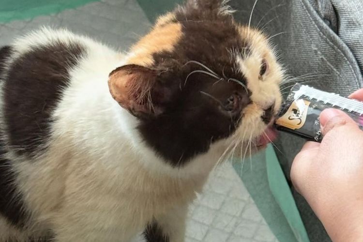 Kucing Uya Kuya yang ditemukan penyanyi Sherina Munaf. Kondisinya kurus dan kutuan.