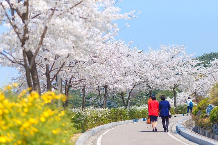 Tempat wisata di Korea Selatan - Tempat wisata bernama Naksan Park di pusat Kota Seoul yang cocok untuk melihat pemandangan kota metropolitan tersebut dari ketinggian.