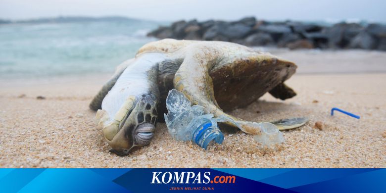 7 Cerita Terkait Sampah Jaring Di Perut Bangkai Paus Hingga Tv Di Parit Warga Halaman All Kompas Com
