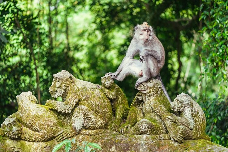 Ilustrasi Bali - Salah satu monyet di Monkey Forest.