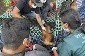 Kisah Jani, Bayi Orangutan Ditemukan Tanpa Induk di Kebun Sawit