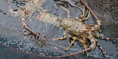 Kementerian KP Gandeng Kejagung Implementasikan Tata Kelola Penangkapan dan Budi Daya Lobster 