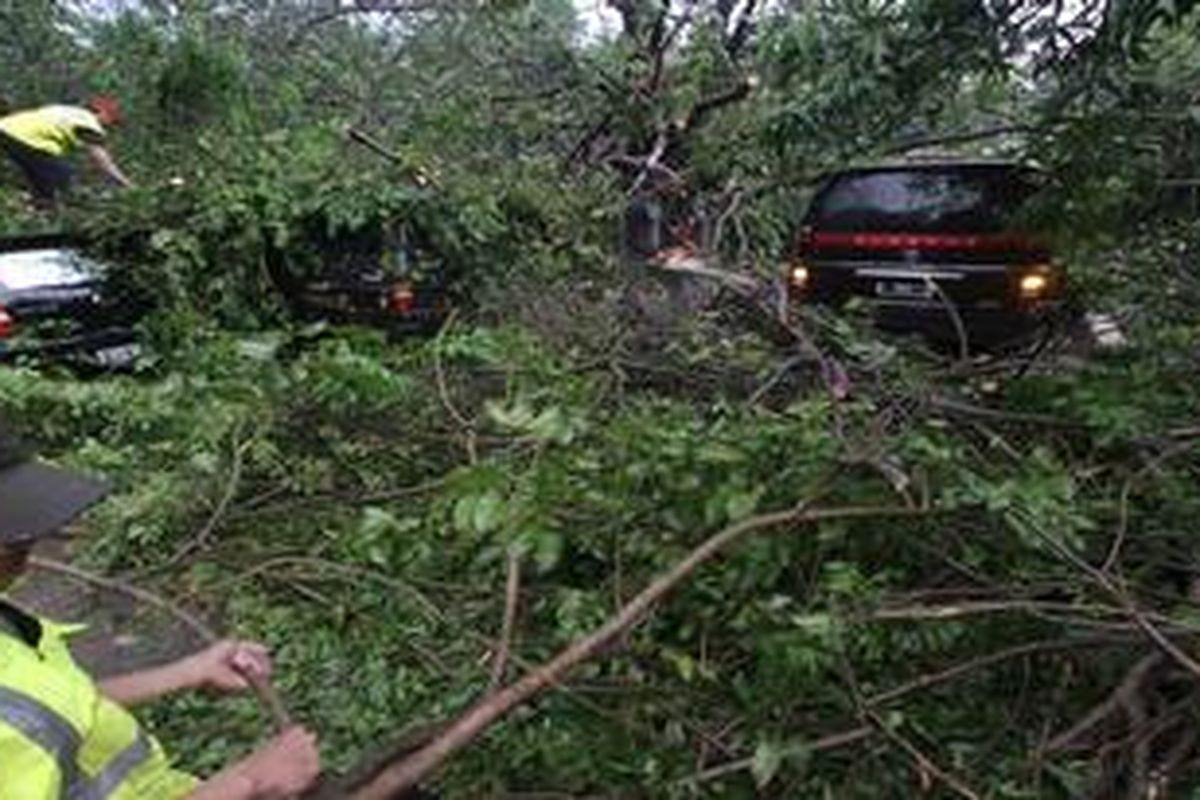 Sebuah pohon dengan diameter batang hampir sekitar 1,5 meter dan tinggi sekitar 15 meter tumbang dan menimpa 12 mobil di Jalan Raden Patah, Jakarta, Rabu (16/3/2011). Sejumlah mobil yang tertimpa adalah mobil yang diparkir di pinggir jalan sementara lainnya adalah mobil yang melintas.