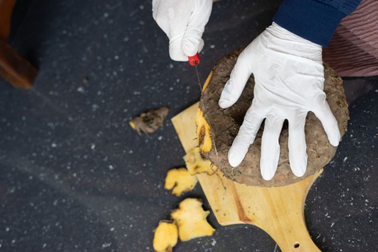 Ilustrasi mengupas kulit porang