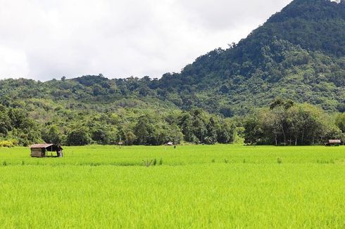 10 Daerah Penghasil Padi Terbesar di Indonesia, Jawa Timur Masih Terdepan