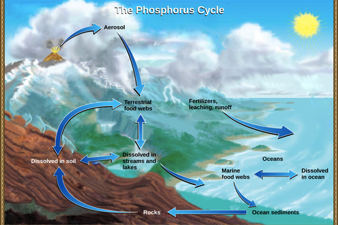 Proses Terjadinya Siklus Fosfor