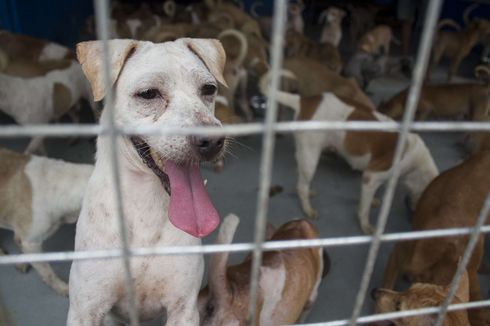 Perdagangan Anjing dan Kucing di Indonesia Disorot di Eropa