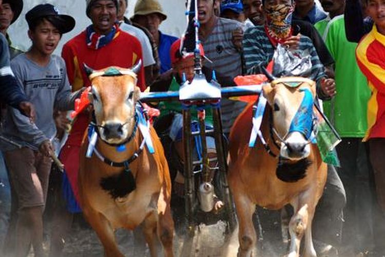 Karapan Sapi racers at the Presidents Cup tournament on 22/9/2014