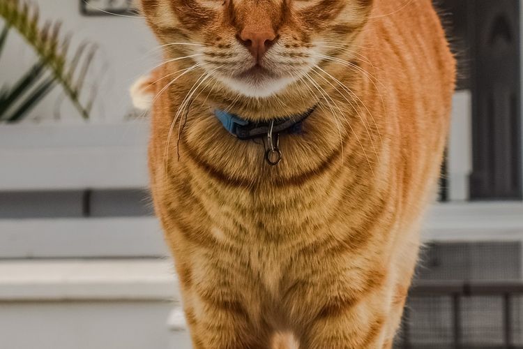 Ilustrasi kucing oranye. 