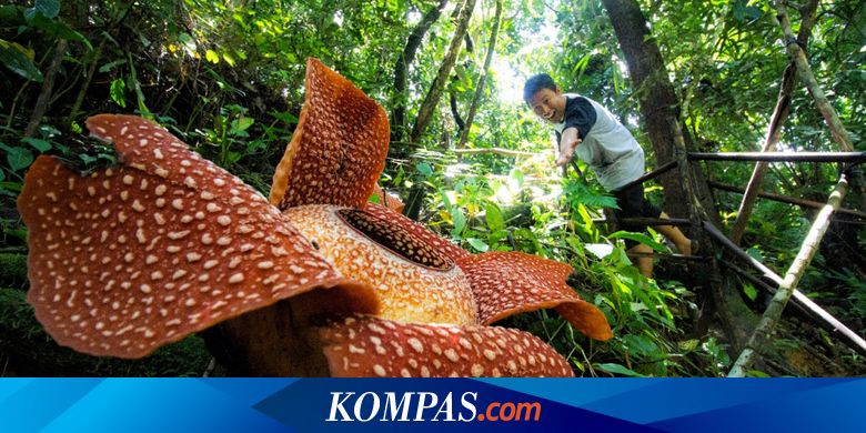 Selain Indonesia, di Mana Bisa Kita Temukan Bunga Rafflesia?