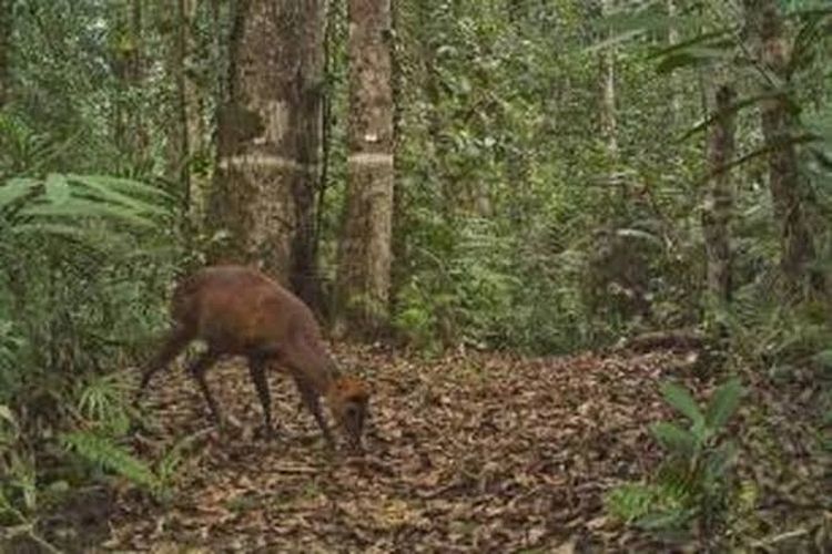 Ilustrasi: Kijang (Muntiacus muntjak) terekam kamera perangkap di Taman Nasional Gunung Halimun Salak, Jawa Barat, 25 Oktober 2012.