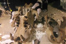 Spesies Kungkang Raksasa Ditemukan, Beratnya sampai 200 Kilogram