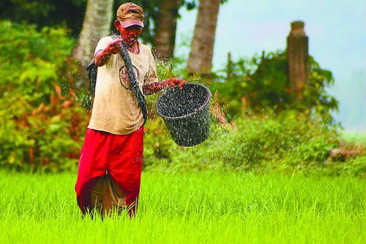 Petani di Kecamatan Meuredu, Kabupaten Pidie Jaya, Nanggroe Aceh Darussalam, menebar pupuk di lahan sawah miliknya yang baru satu bulan ditanami. Sejumlah petani mengeluh belakangan ini sering terjadi kelangkaan pupuk. 