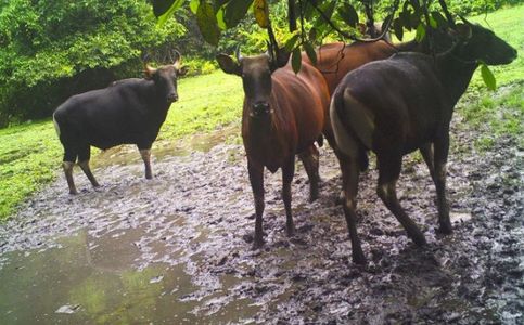 Bornean Bull Population in Indonesia’s Lamandau Forest Dwindling