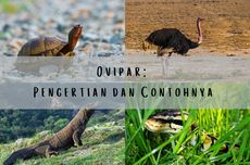 Ovipar: Pengertian dan Contohnya