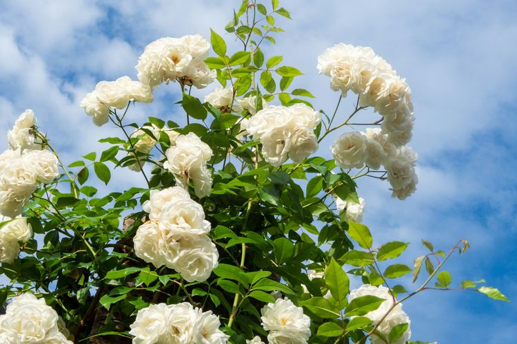 Ilustrasi tanaman mawar putih.