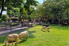Kuntum Farmfield Bogor: Daya Tarik, Harga Tiket, dan Jam Buka 2024