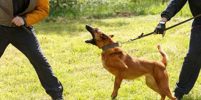 Anjing Terus Menggonggong Apa Yang Harus Dilakukan Halaman All Kompas Com