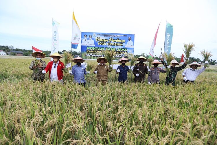 Suasana panen perdana padi organik di lahan milik Kelompok Tani Jaya, Desa Tanah Terban, Kecamatan Karang Baru, Kabupaten Aceh Tamiang, Selasa (5/10/2021).