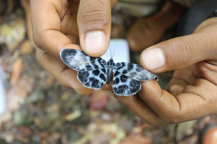 Di Pulau Wawonii tercatat ada 45 jenis kupu-kupu.