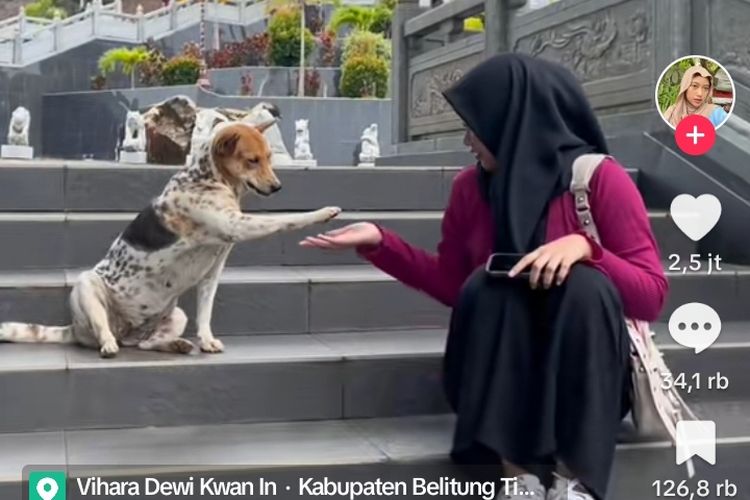 Viral, Video Seorang Wanita di Babel Tiba-tiba Diajak Bersalaman oleh Anjing