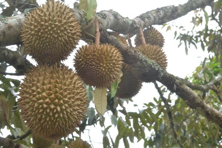 Ilustrasi buah durian, pohon durian.