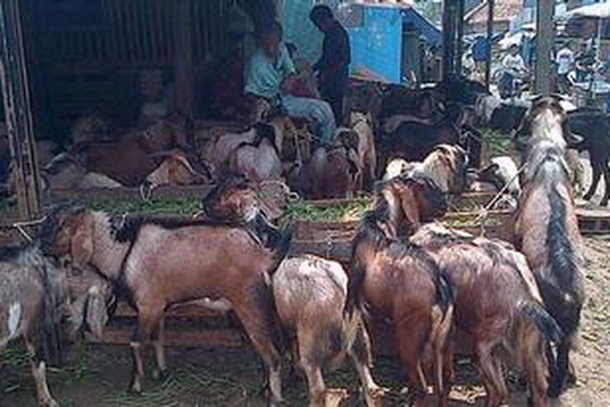 Pedagang hewan kurban telah menjamur di berbagai lahan kosong di pinggir jalan yang dijadikan pasar dadakan, Senin (22/10/2012) 