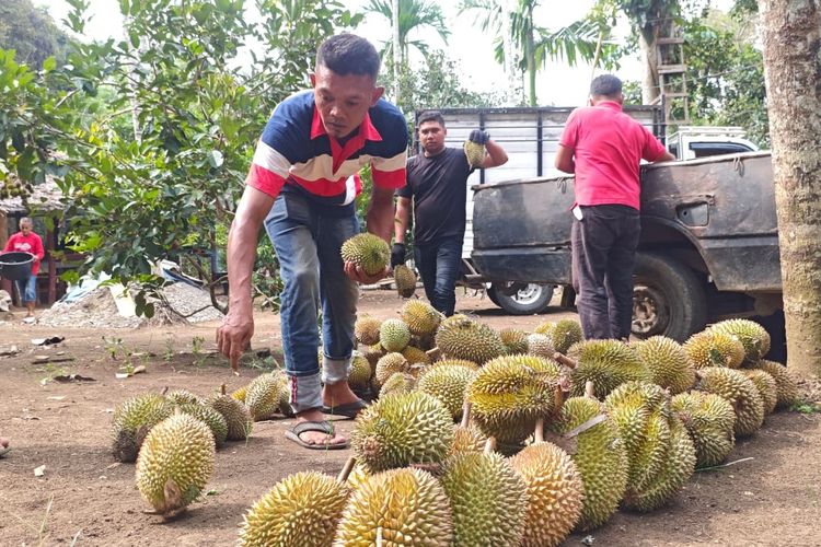 Berburu Durian Buloh di Aceh Utara, Harganya mulai Rp 25.000