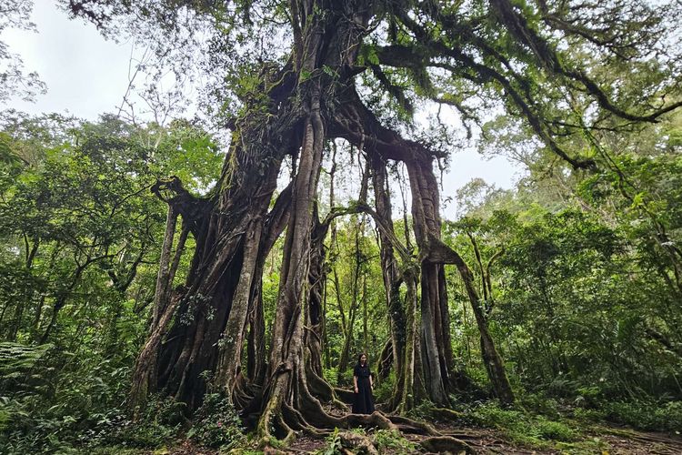 Keunikan Pohon Beringin Raksasa di Kebun Raya Bali, Usianya Lebih dari 1 Abad