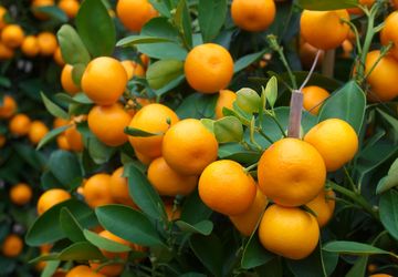 Tips Menanam Jeruk agar Panennya Melimpah