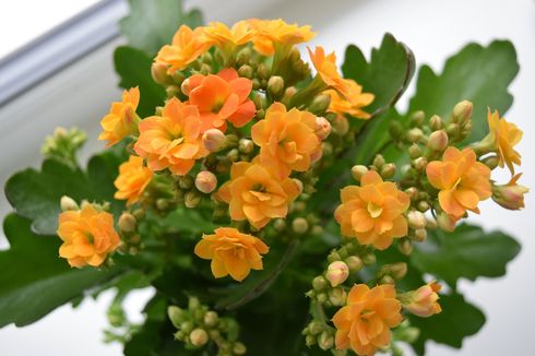 5 Tanaman Bunga yang Cocok Diletakkan di Ambang Jendela