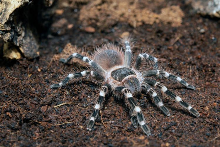 Ilustrasi laba-laba paling beracun di dunia.