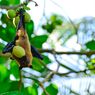 9 Gejala Terinfeksi Virus Nipah 