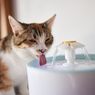 3 Jenis Mangkuk Air yang Dapat Mendorong Kucing Minum Lebih Banyak