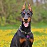 Betulkah Anjing Doberman Galak dan Berbahaya? Ini Faktanya