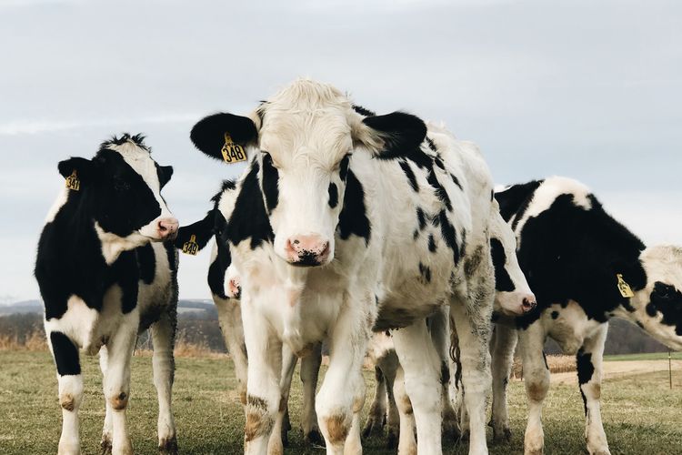 Ilustrasi sapi perah.