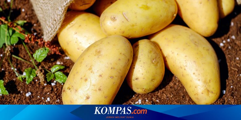 Lomba Kentang Raksasa Dorong Produktivitas Petani Dieng Raya