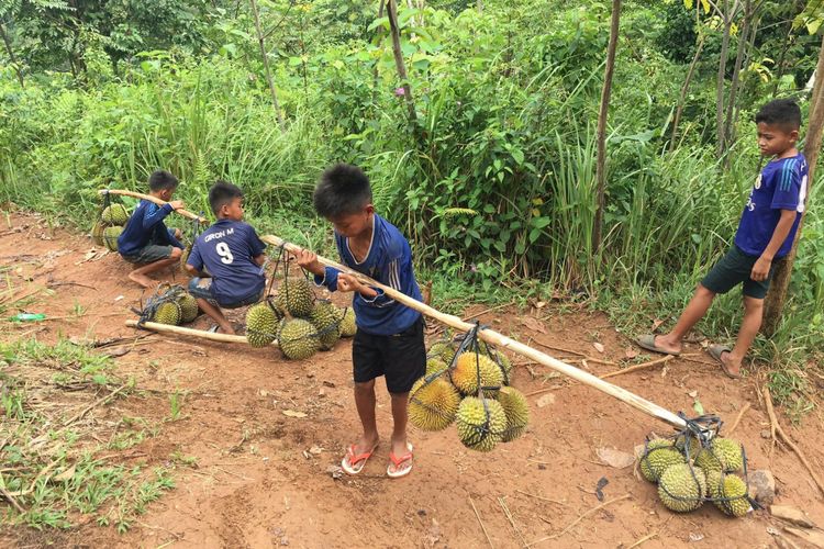 Anak-anak memikul durian yang telah dipanen di Desa Adat Baduy atau Desa Kanekes, Kecamatan Leuwidamar, Kabupaten Lebak, Banten, Sabtu (17/2/2018).