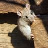 Tikus Bisa Diusir dari Rumah Pakai Suara, tetapi...
